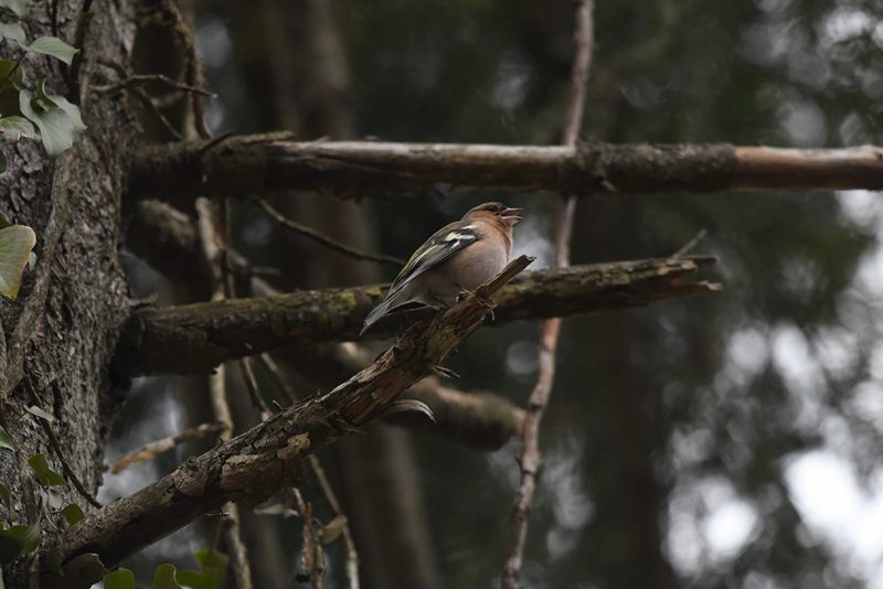 Other birds | Birds of Bosnia